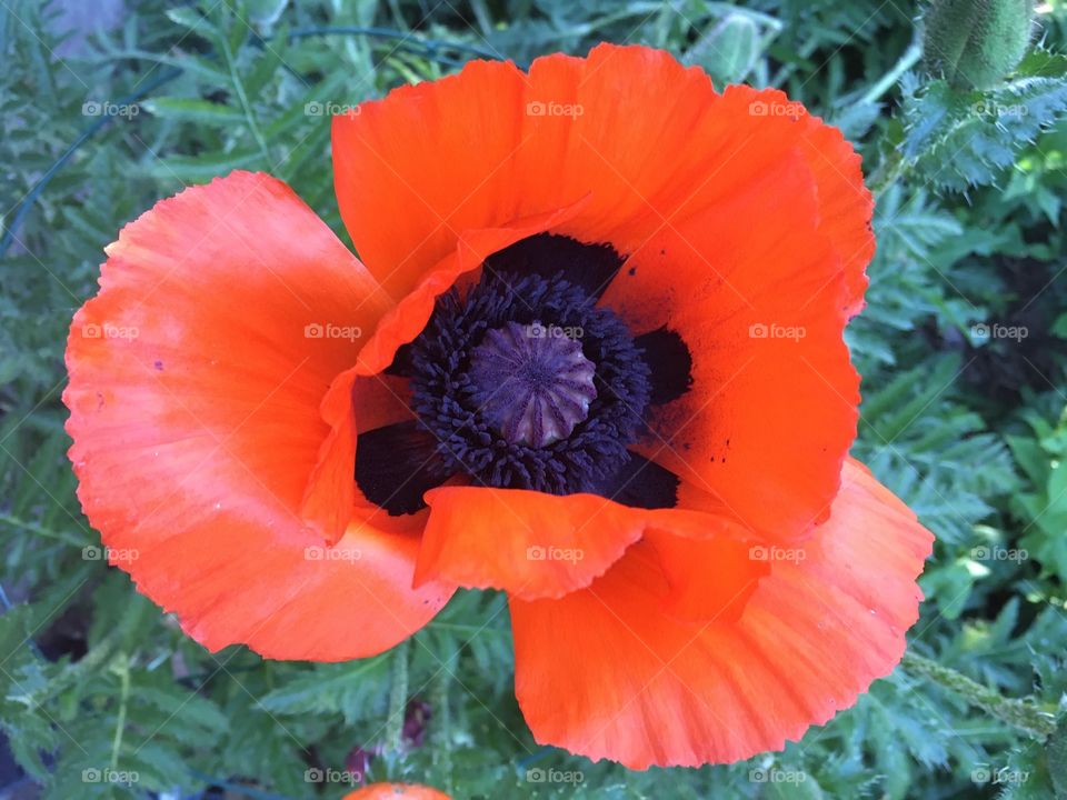 Red poppy