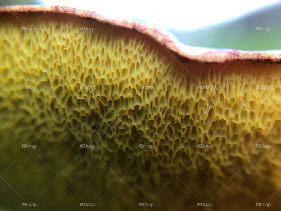 Mushroom Texture 