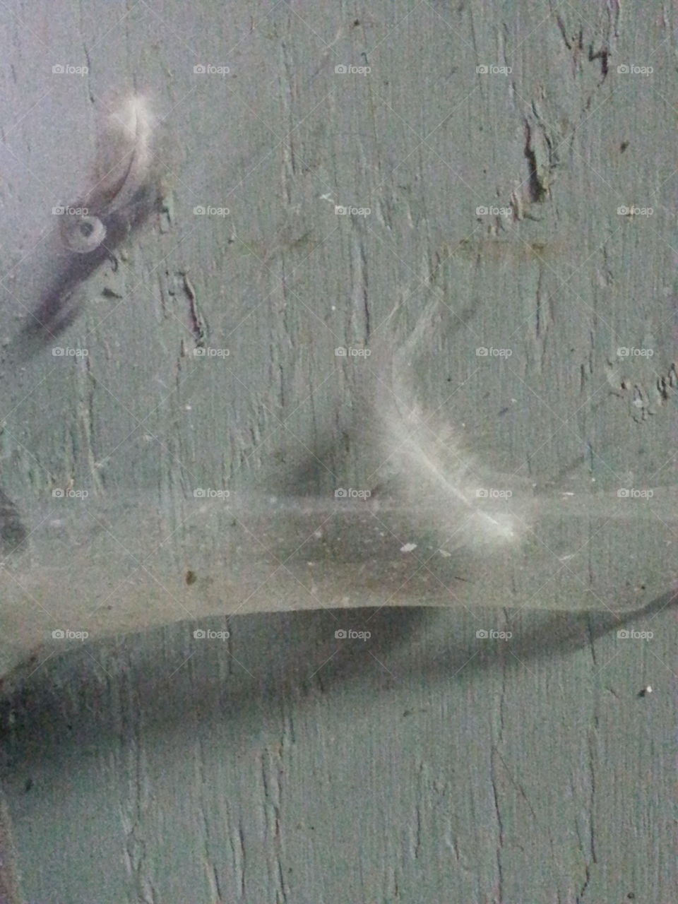 Feather in a Web