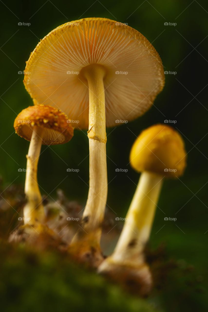 Photographing mushrooms at night