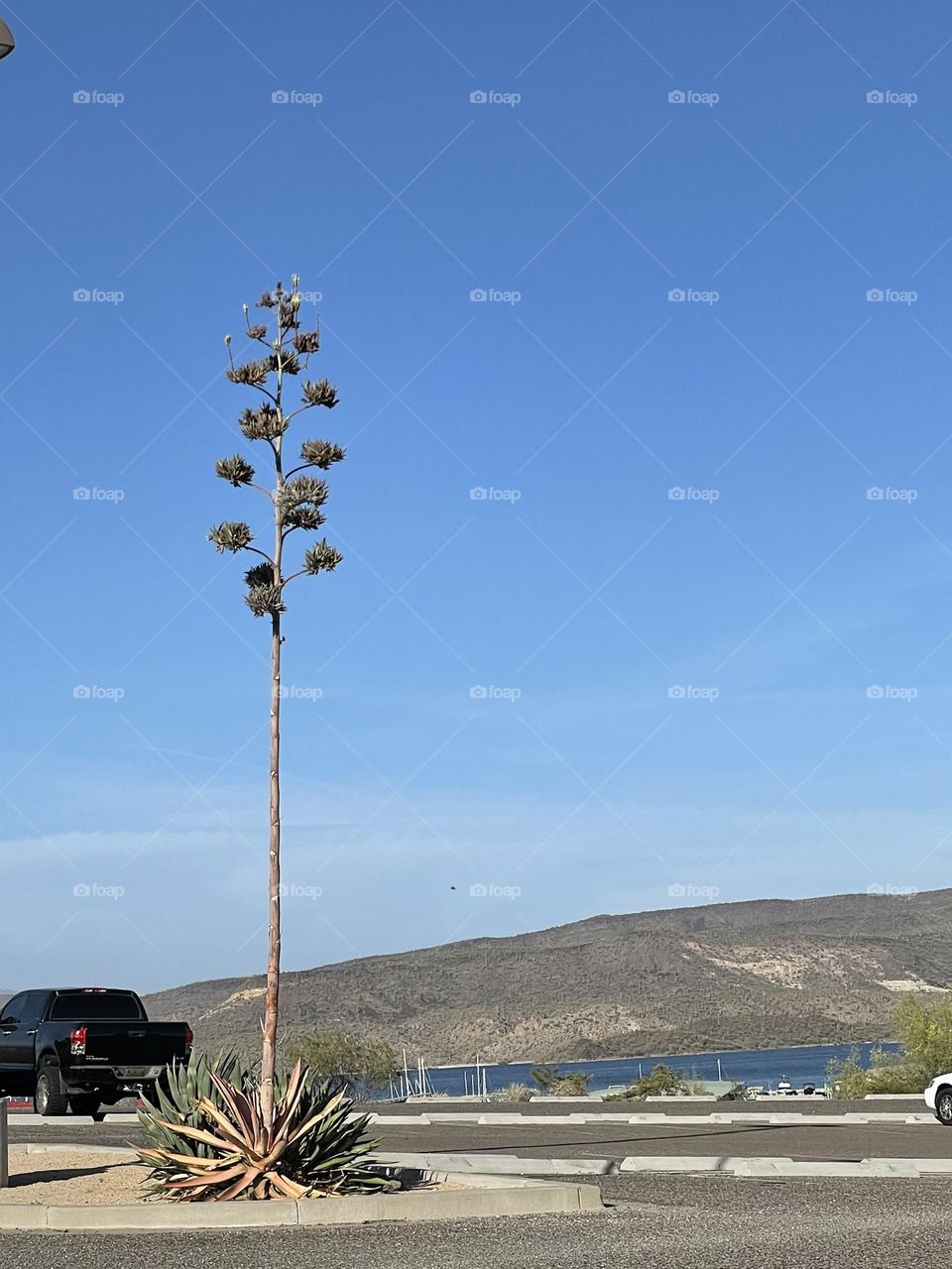 Nature beauty in the desert 