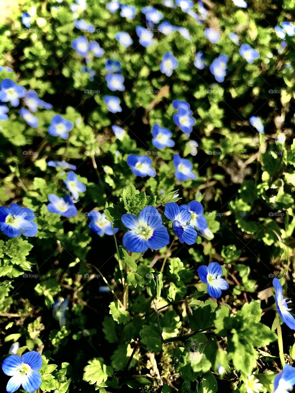 Blue flowers
