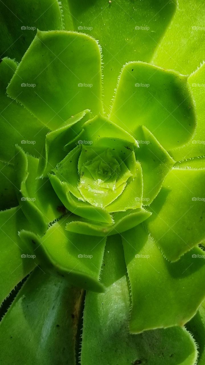 beautiful green flower in the early morning light.