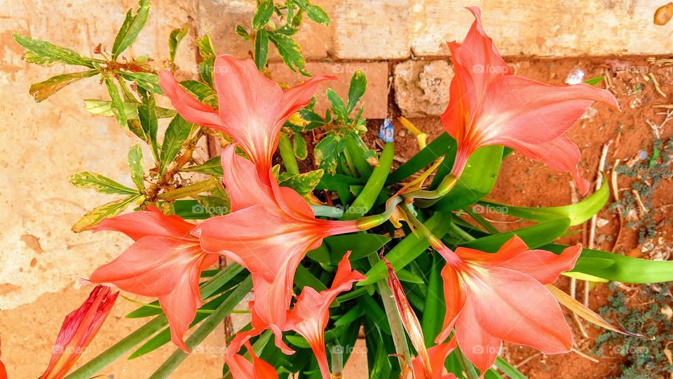 Beleza natural das flores de lírios.