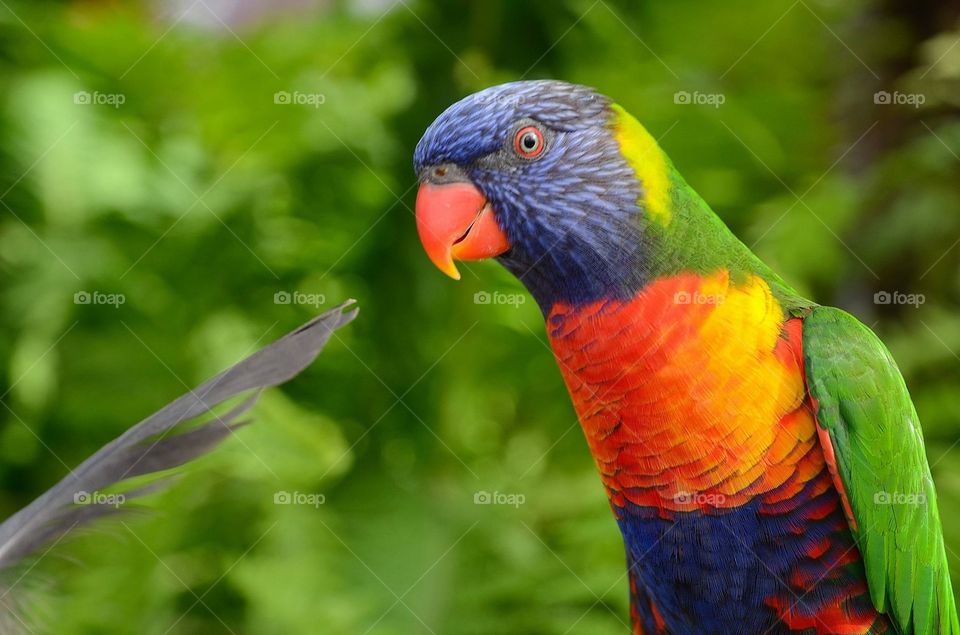 Lorikeets parrot