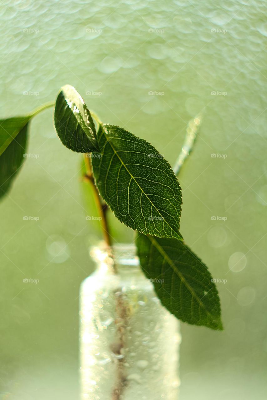 A branch with green leaves in a vase