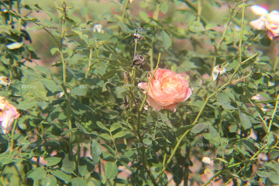 Lingering rose