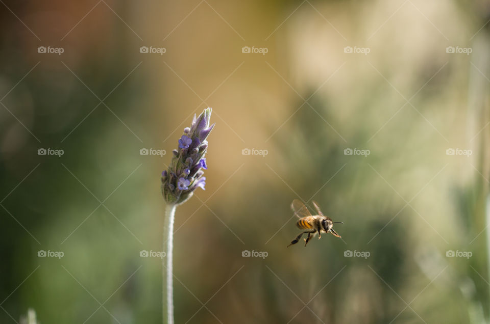 Bee flying near lavender flowers