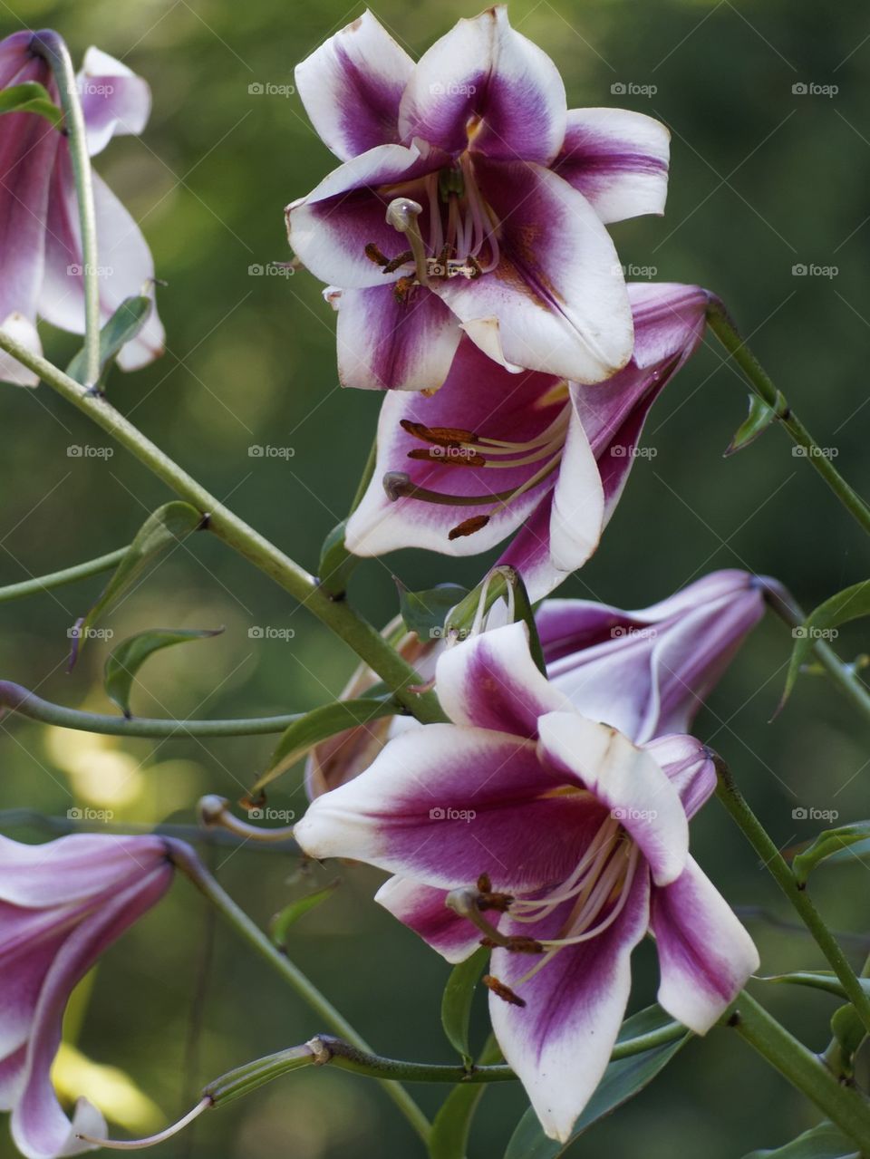 Purple Lilly