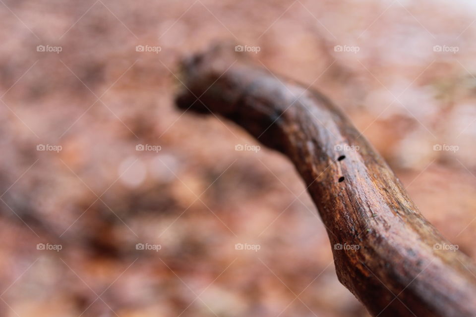 A wet cane in a forest...