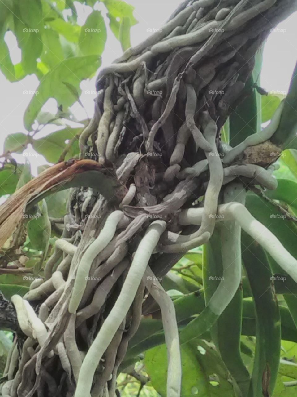 No Person, Nature, Food, Leaf, Growth