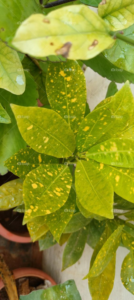 Simple Click in my Garden