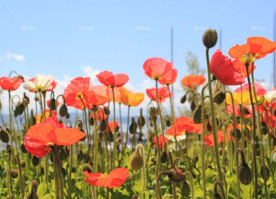 red Poppies