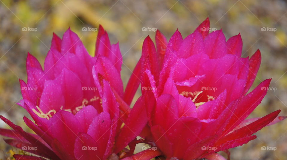 Cactus flower