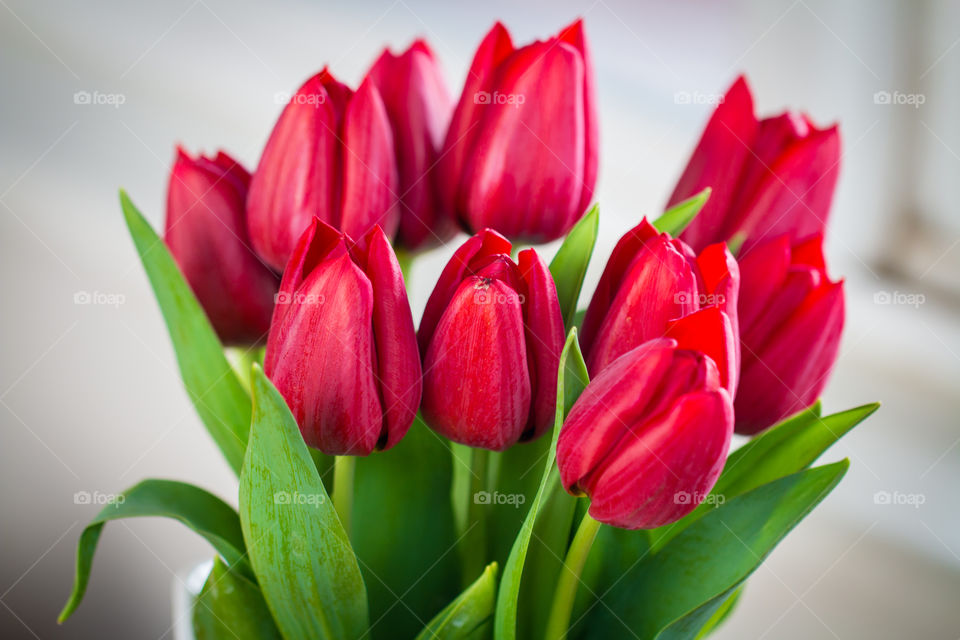 Red Tulips