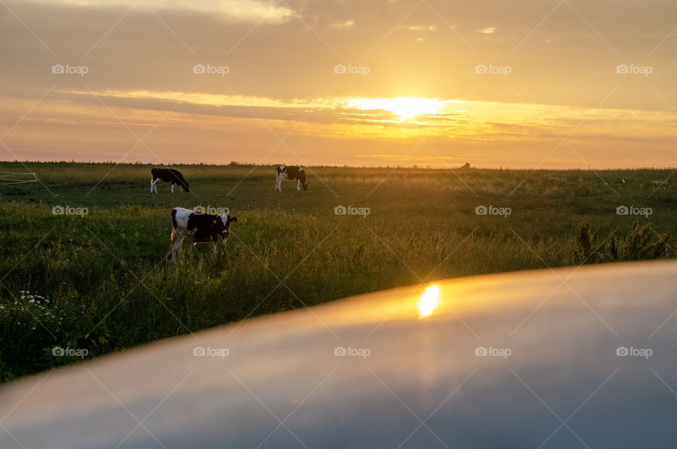 Sunset three cows and hay roll in plastic