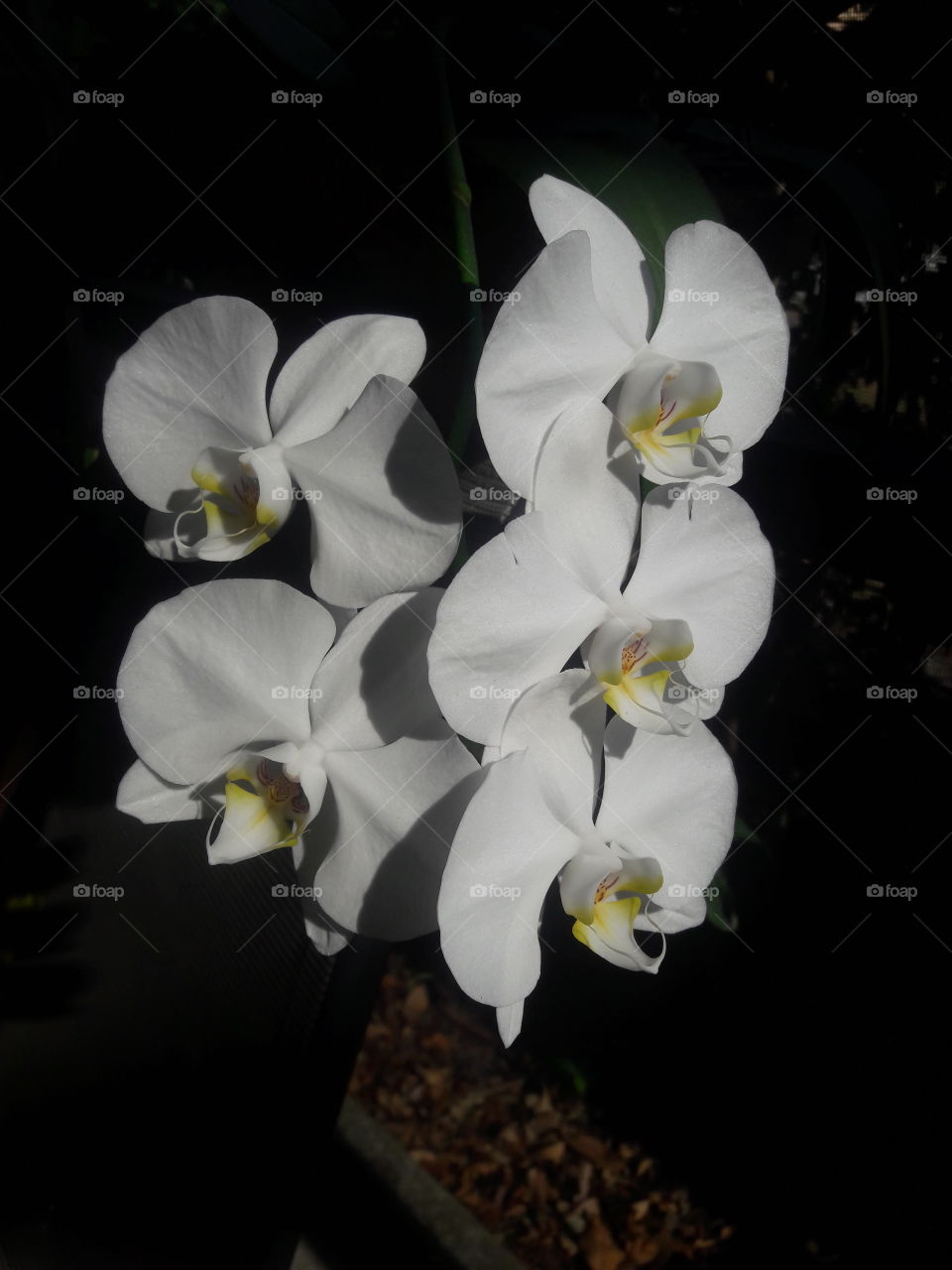 moth orchid white