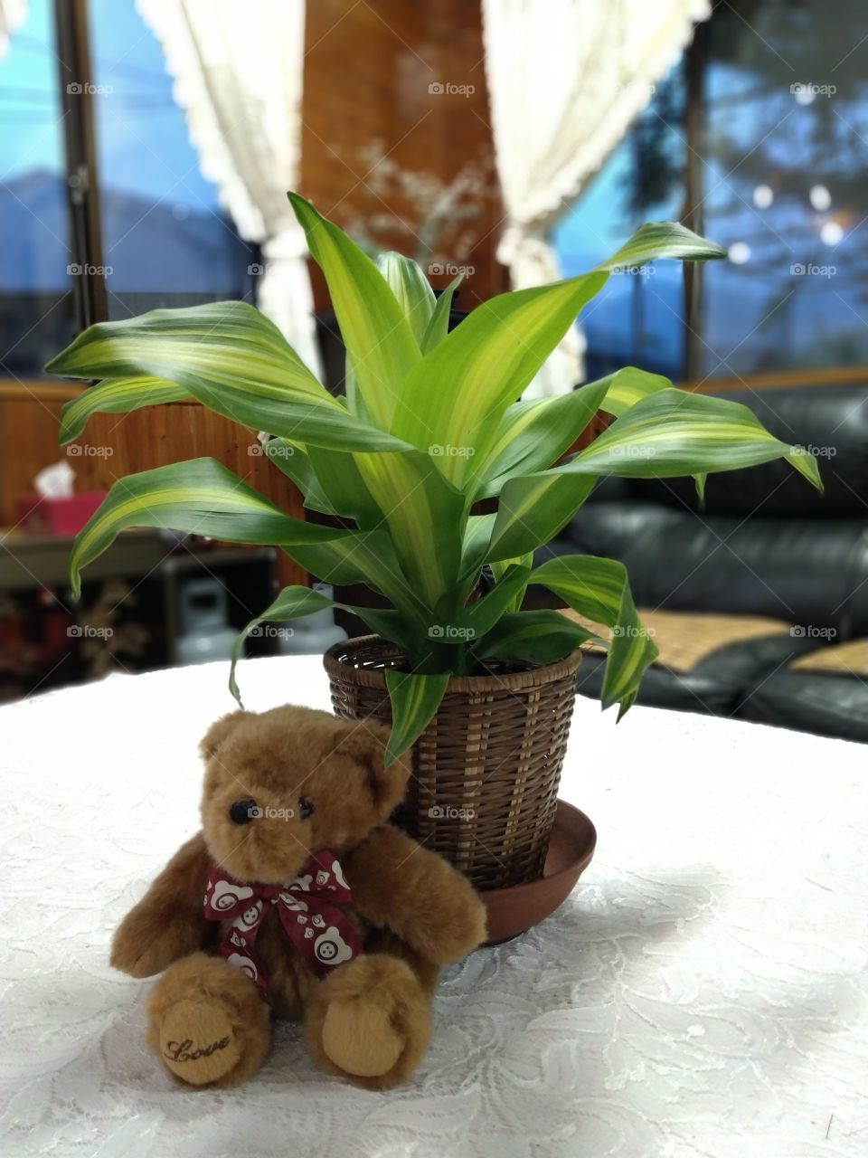 a fresh plant that absorbs carbon dioxide in living room