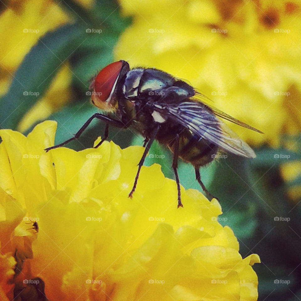 Flies and flowers in the garden