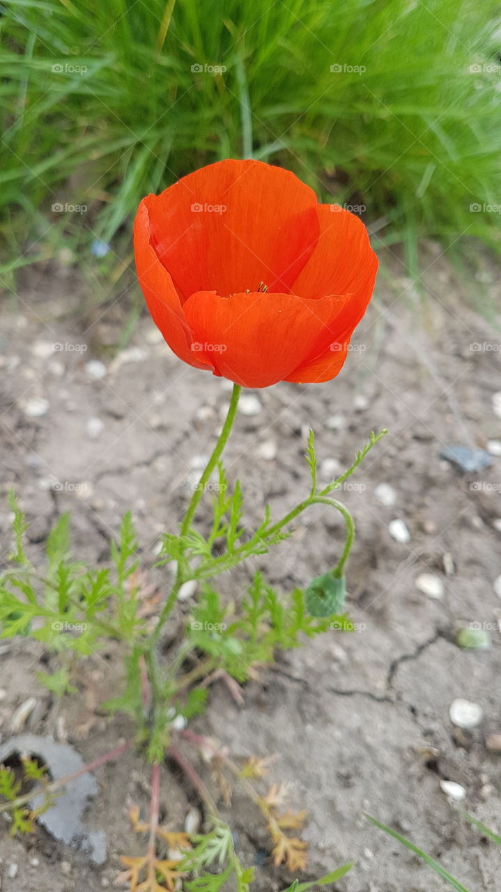 red poppy flower in spring