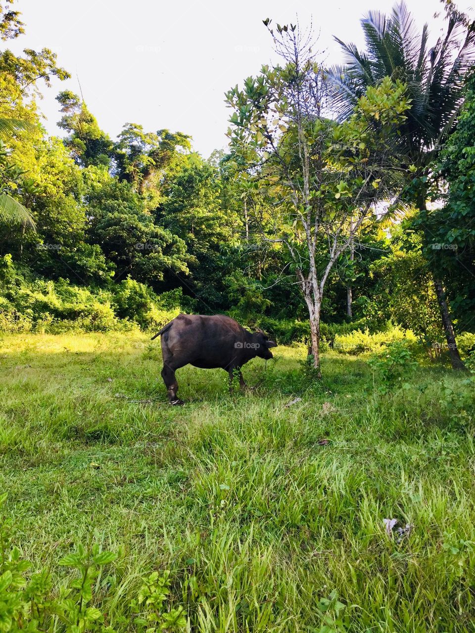 A carabao 