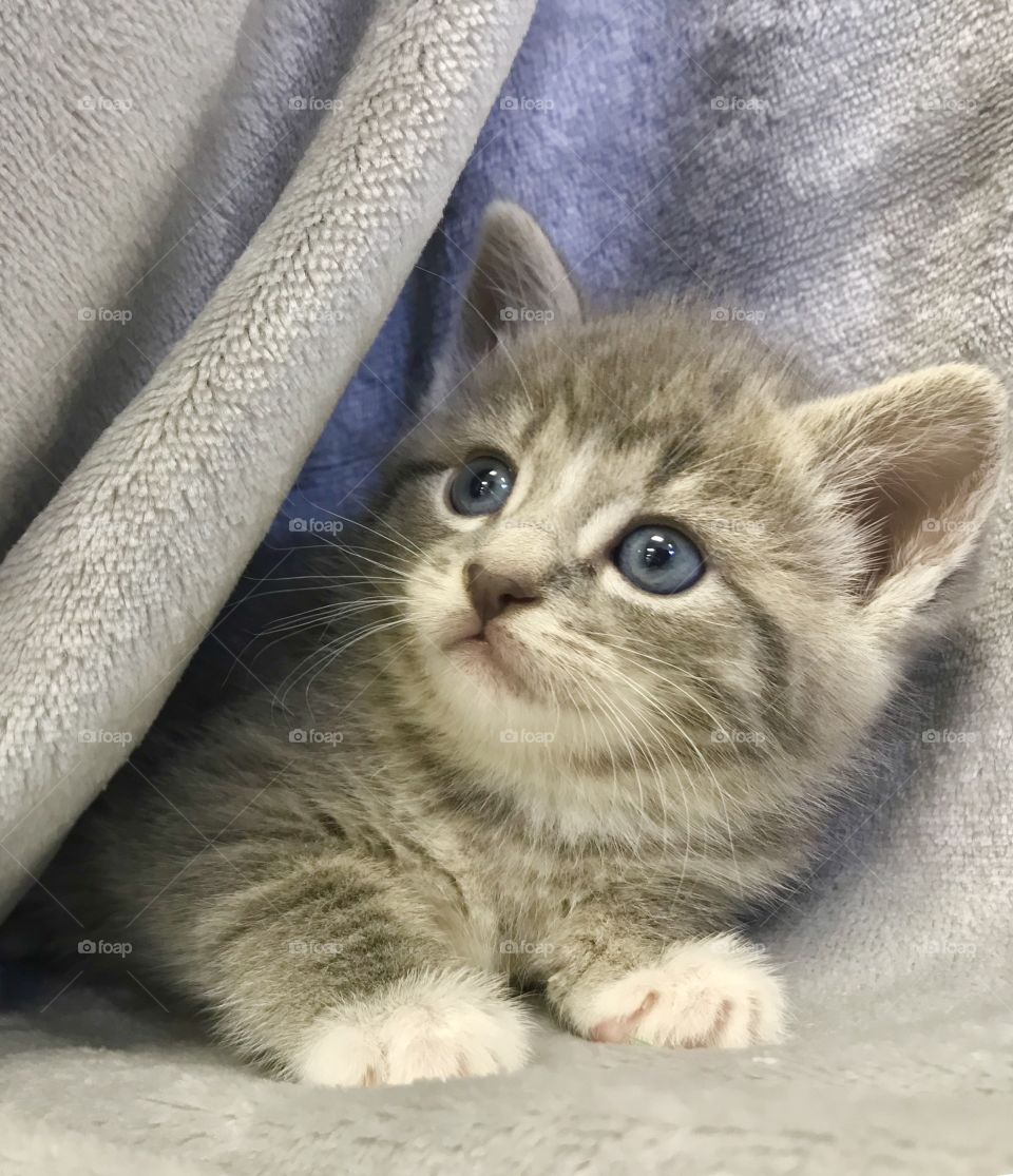 Adorable kitten, a grey tabby with beautiful blue eyes and white paws, peaking out from behind a grey blanket.