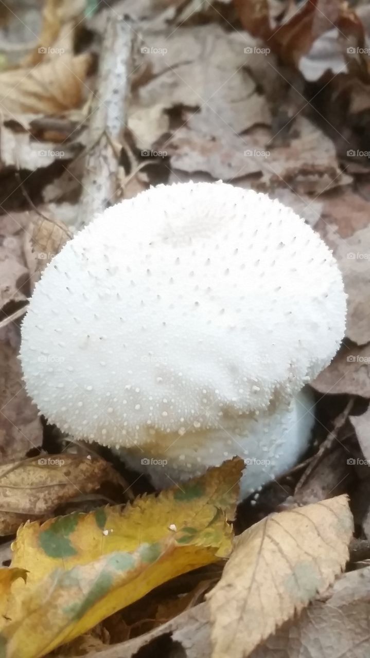 fungus