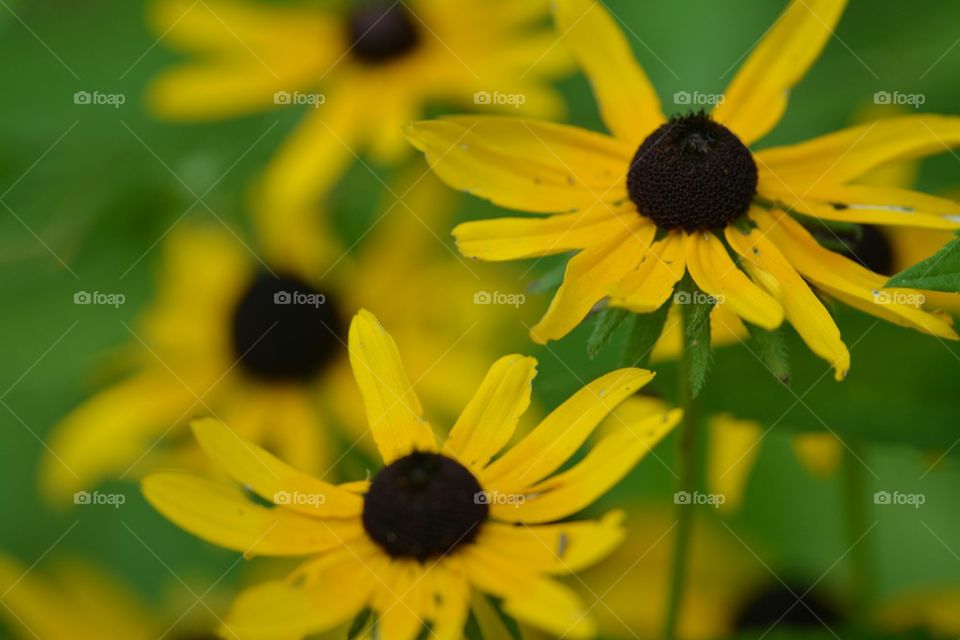 black eyed susans