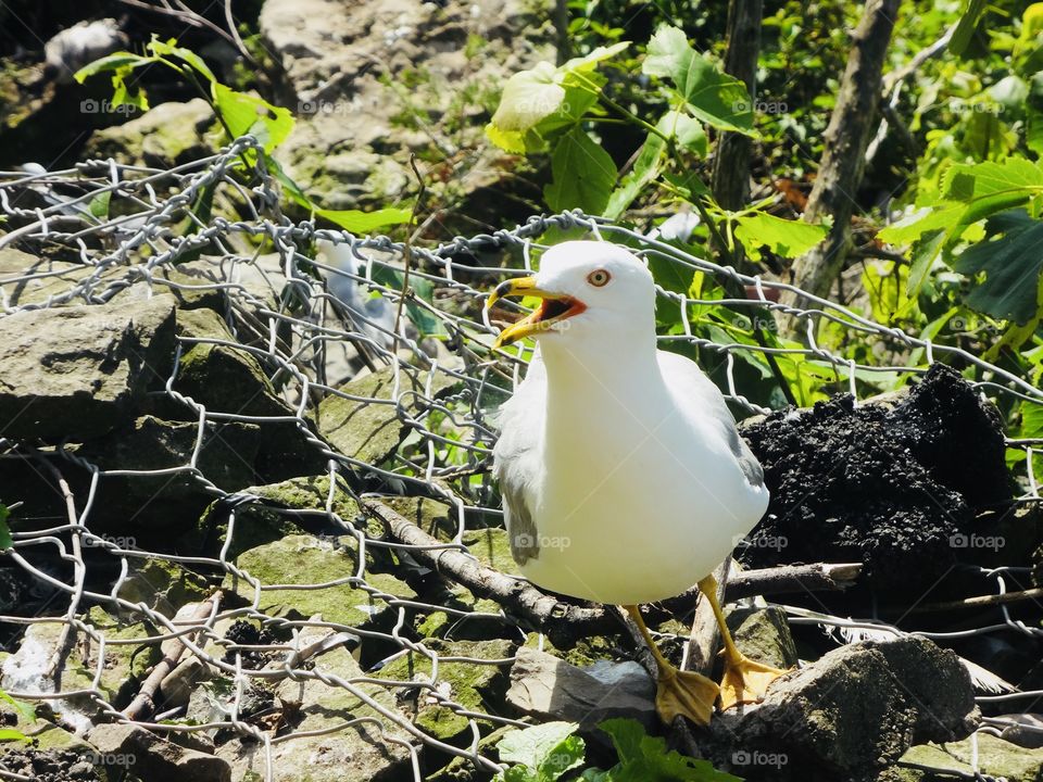 Pigeon- Symbol of Peace