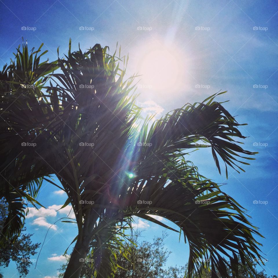 Sunny Palm 
