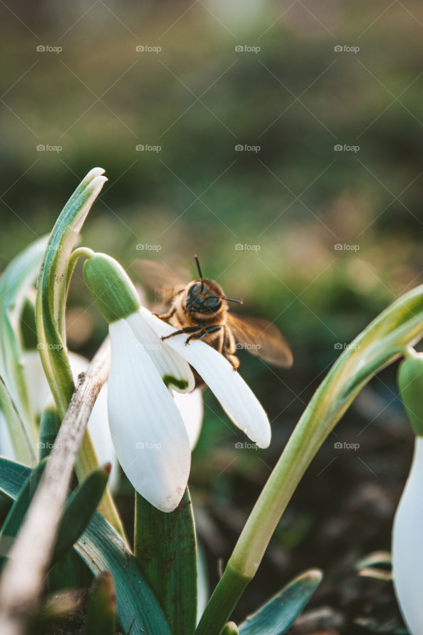 bee resting on snowdrops