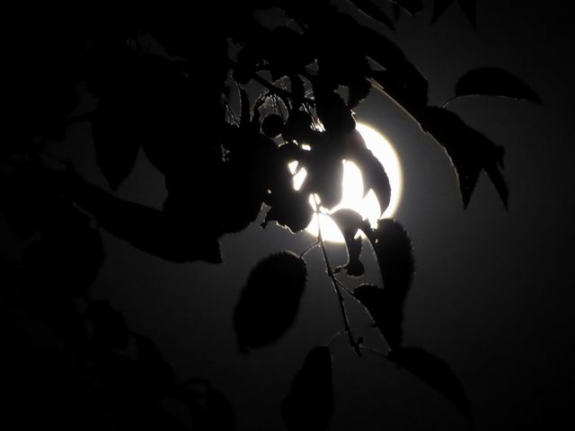 Moon& leaves 