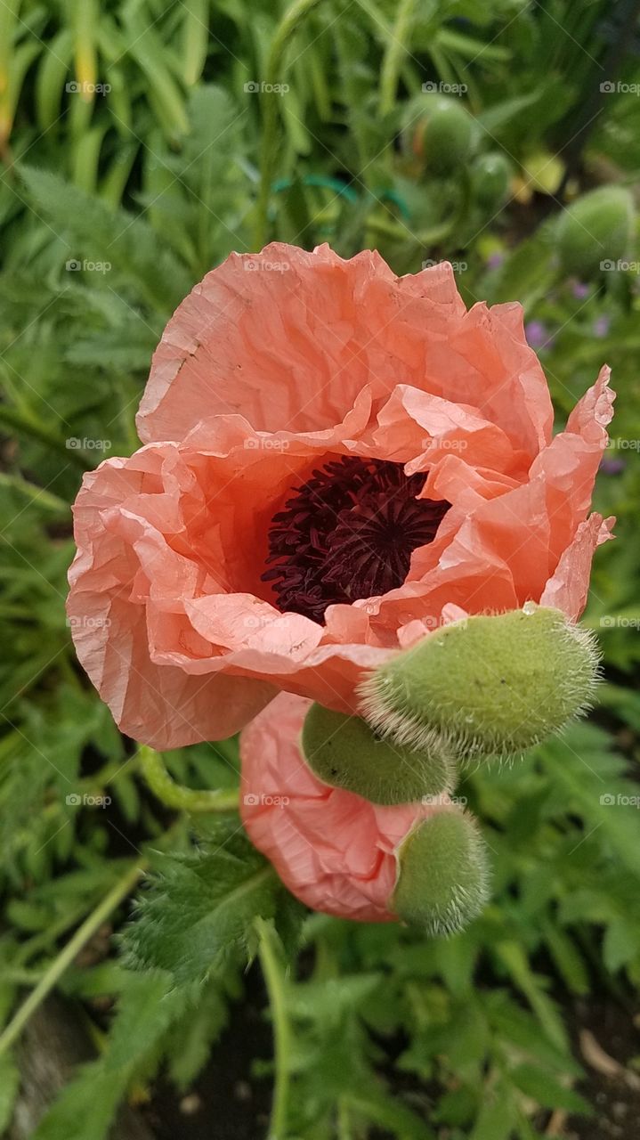 Poppy