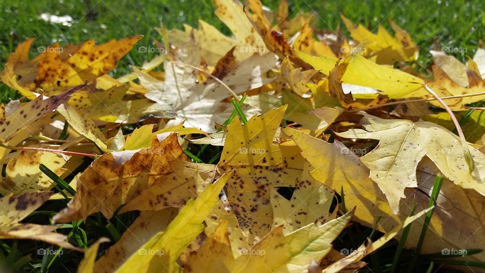 yellow leaves in a pile