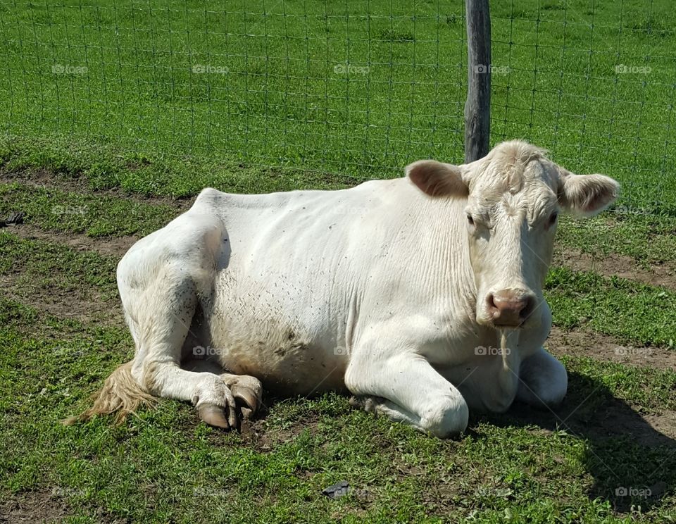 Mammal, Cow, Milk, Grass, Cattle