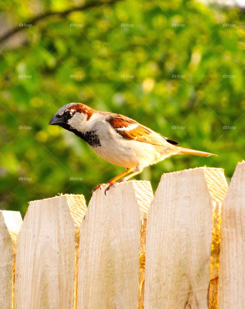 Brown bird on fence