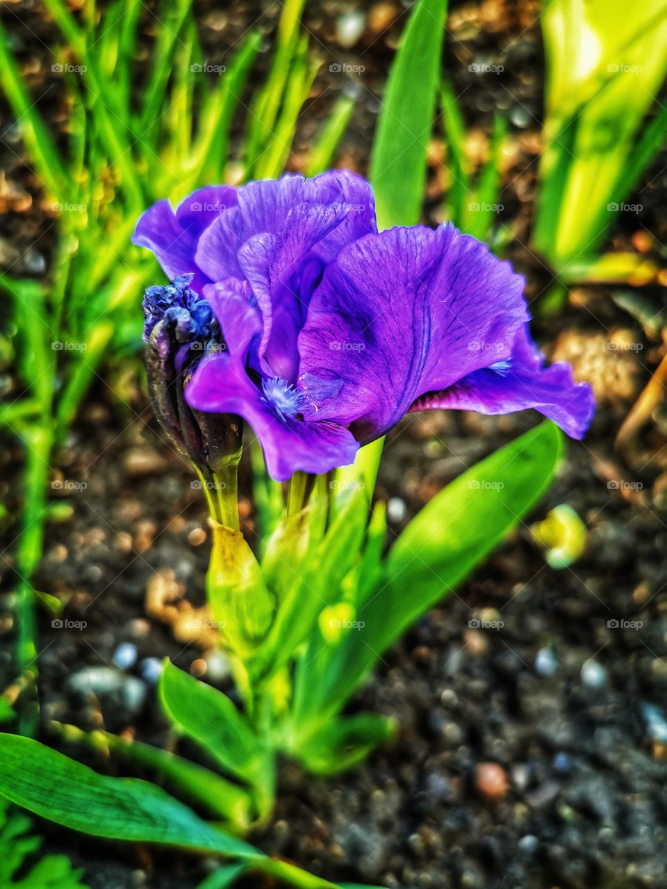 Forest day outdoor nature greens wild forest greens sky clouds moody