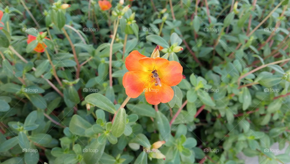 Orange yellow flower
