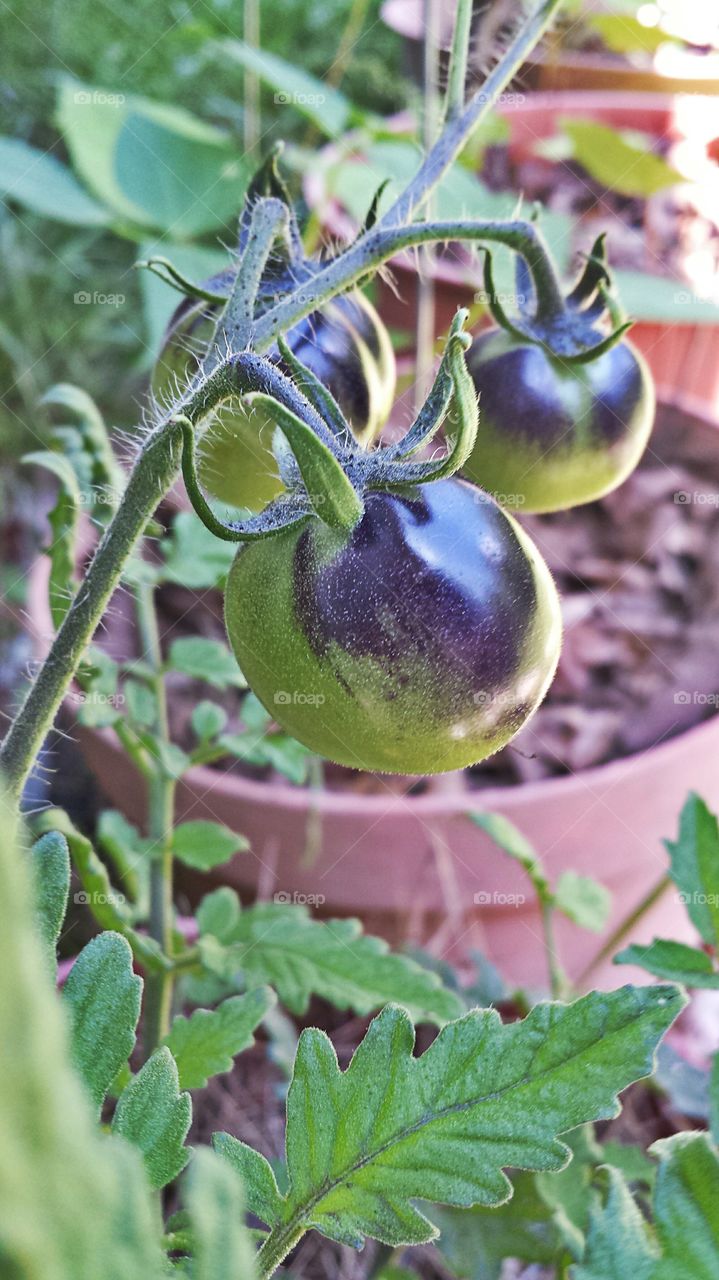 Green Tomatoes. In my garden