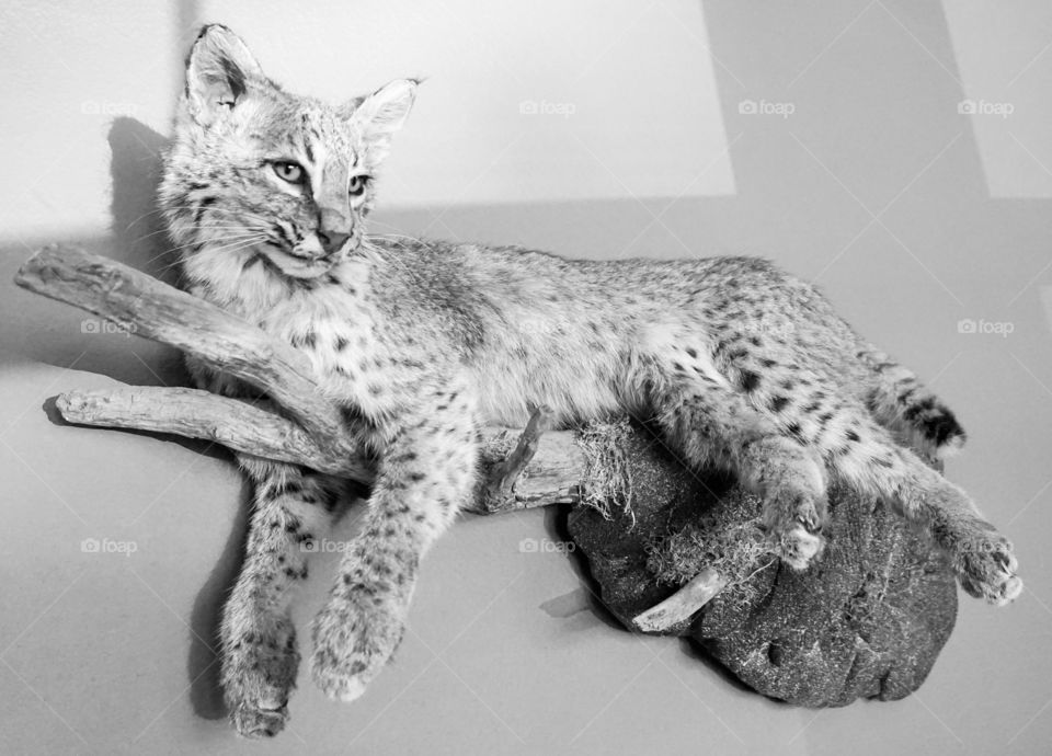 Taxadermy Wall Art. This is my favorite animal in the world. I wouldn't want them killed for no reason, but if they've already passed...