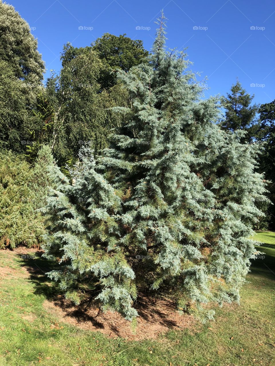 Lots of for trees at Bicton, none more impressive than this beauty, it’s a bit big for the lounge though.