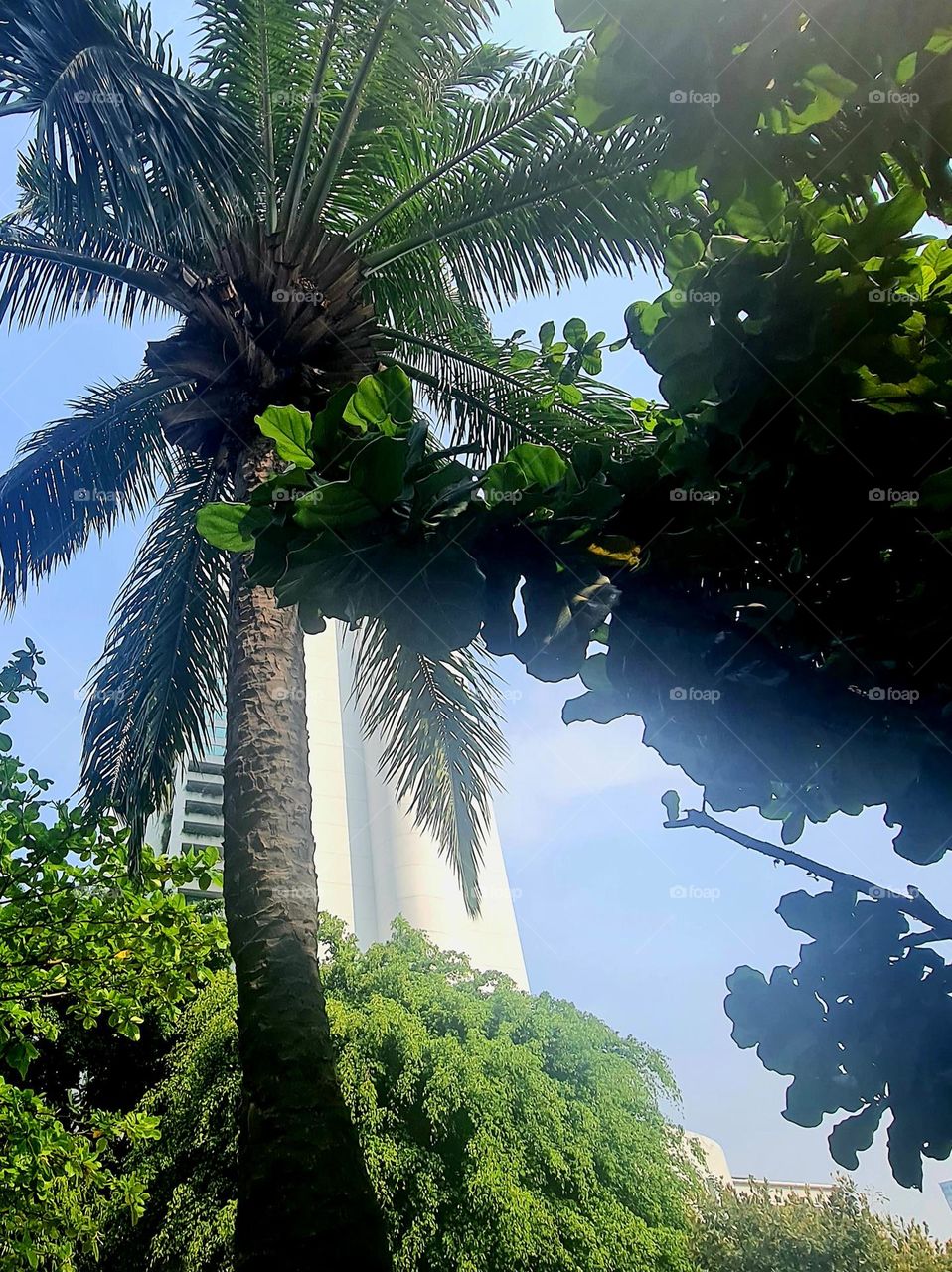 TREES AND BUILDING IN HARMONY