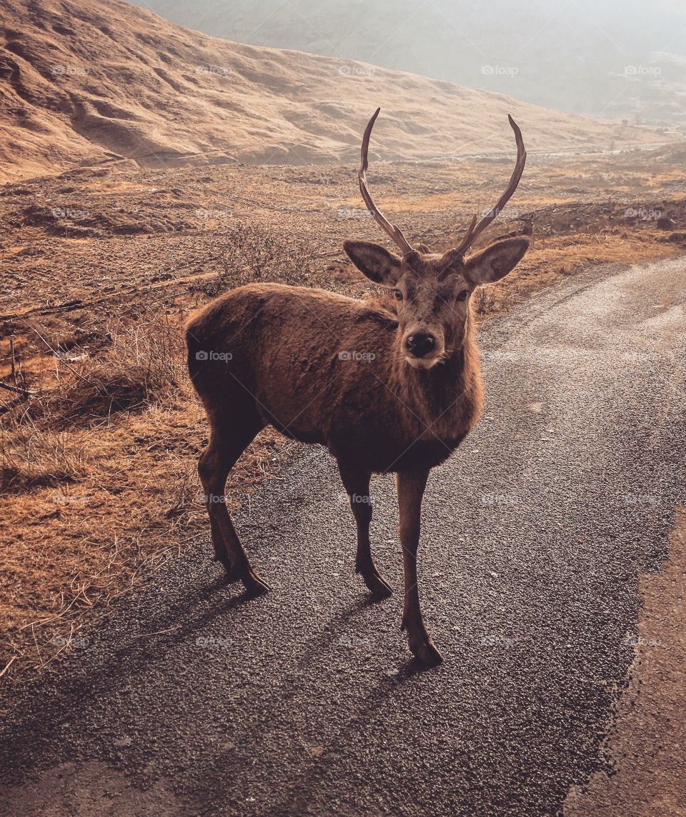 A stag wandering through Glen Etive, Scottish Highlands 