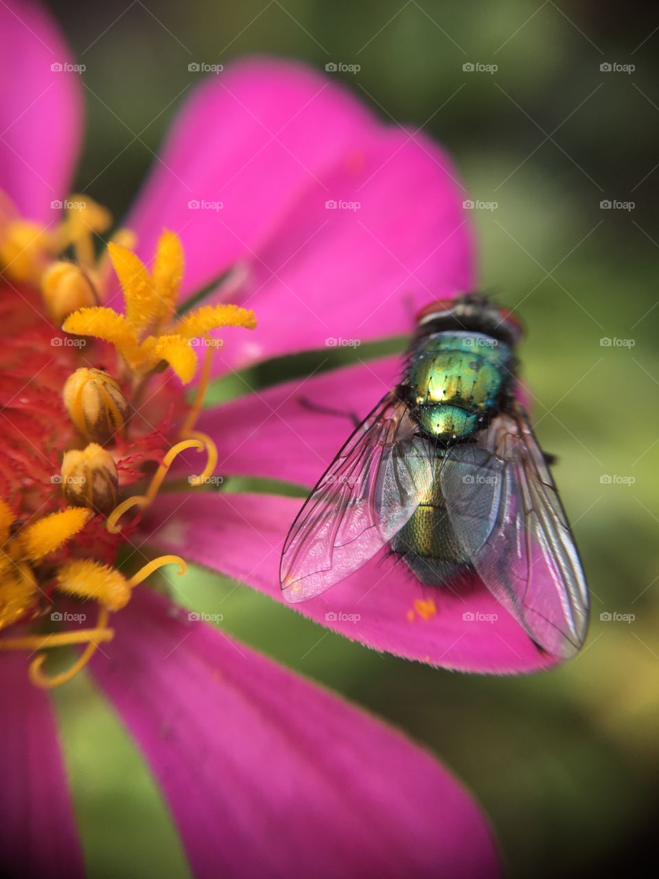 Beautiful fly