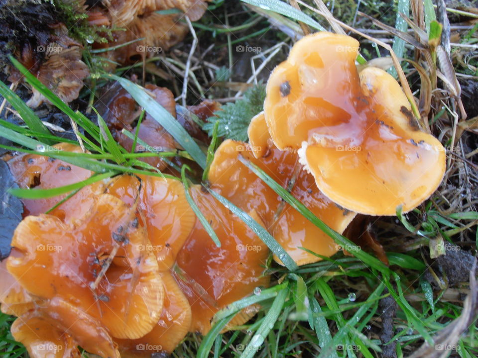 Fungus In Woodland