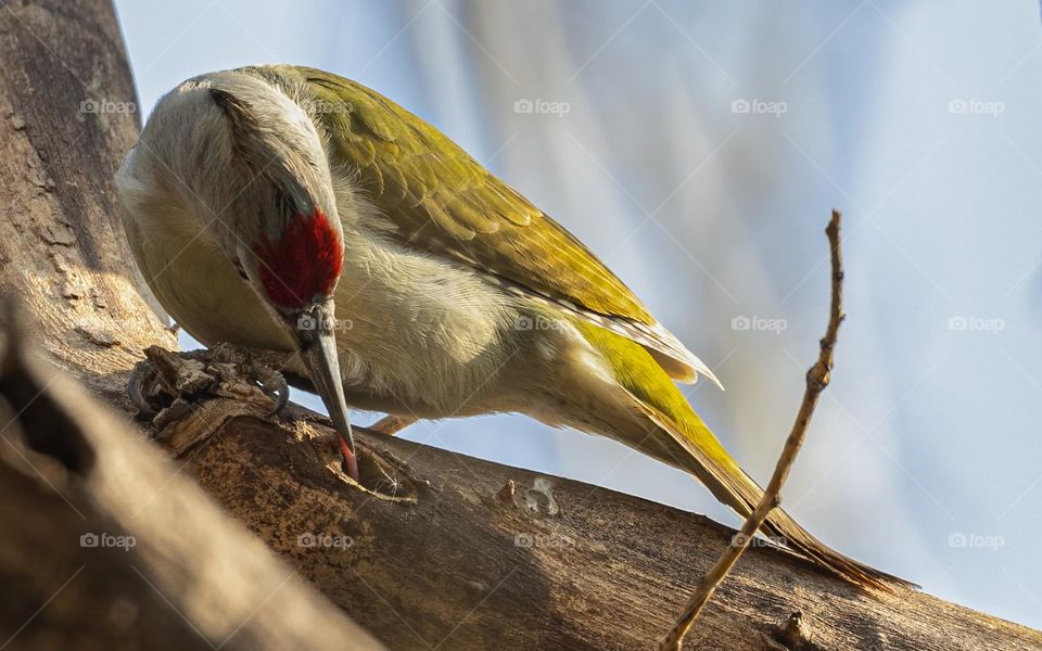 Grey-headed Woodpecker