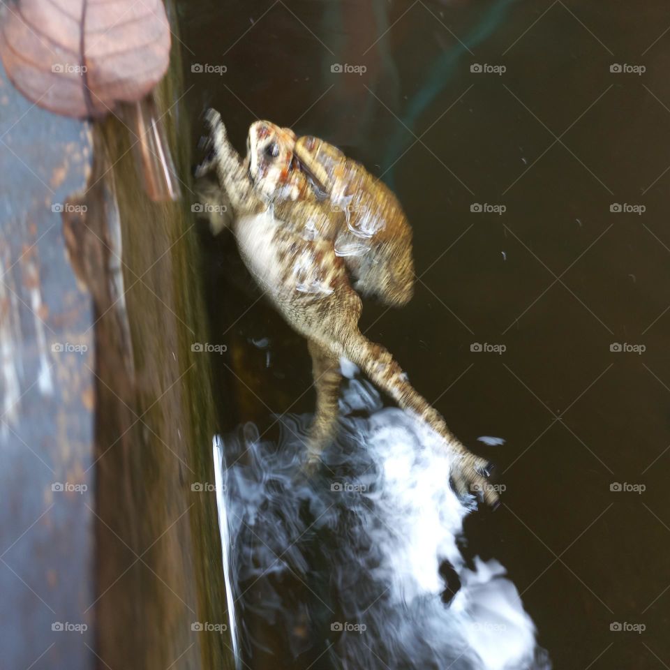 frogs are roaming in the water