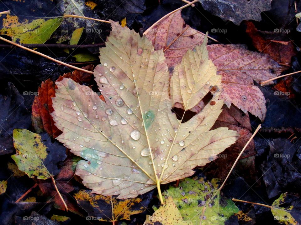 leaves