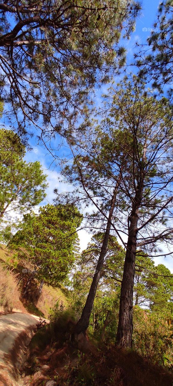 Pinos al lado de carretera en montaña 🌲