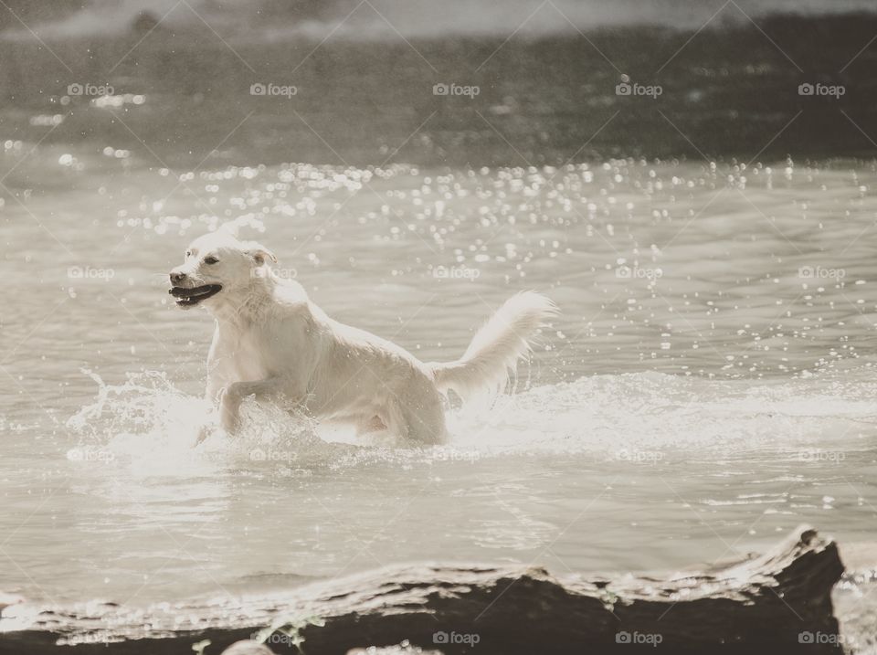 Water, Surf, Beach, Dog, Sea